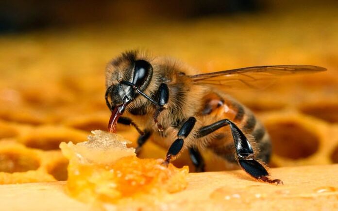 abeille thérapie pour l'ostéochondrose